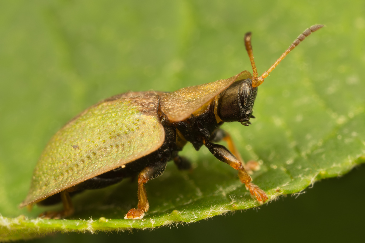 Green Tortoise Beetle 3